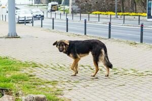 triste strada cane foto