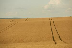 Grano campo e blu cielo. agricolo paesaggio con orecchie di Grano. foto