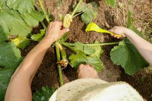 diserbo un' in crescita zucchine nel il giardino foto