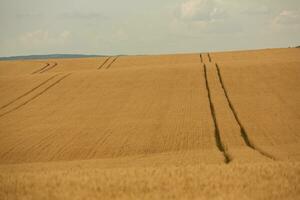 Grano campo e blu cielo. agricolo paesaggio con orecchie di Grano. foto