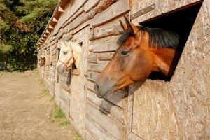 ritratto di un' usignolo cavallo guardare su di un' stalla finestra. foto