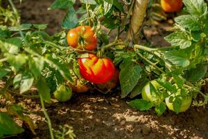 pomodoro cespuglio con maturazione pomodori nel il giardino, giardinaggio foto