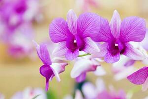 bellissimo fiore dendrobium belchim orchidee. foto
