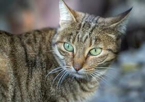 ritratto di bellezza selvaggio gatto con verde occhi nel il giardino foto