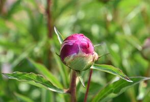 fantastico vicino su di un' rosa peonia germoglio foto