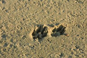 impressione di Due cane zampa stampe nel il sabbia foto