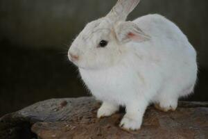 bellissimo soffice bianca coniglio seduta su un' grande roccia foto