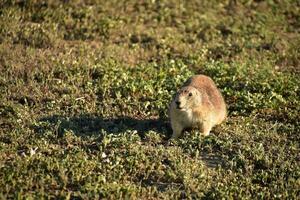 nero dalla coda prateria cane nel rurale Sud dakota foto