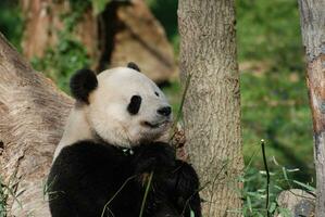 bellissimo gigante panda orso nel il selvaggio foto