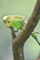 nero a strisce piume su il indietro di un' giallo e verde pappagallino foto