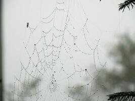 pioggia gocce nel un' ragnatela foto