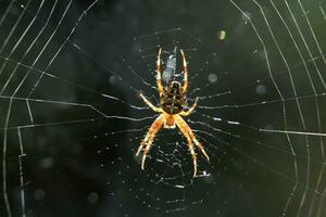 ragno seduta nel il centro di un' ragnatela foto