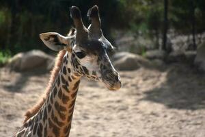 bellissimo foto di un' di giraffa viso con Marrone e abbronzatura pelliccia