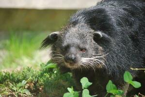 asiatico Bearcat su il in cerca di preda foto