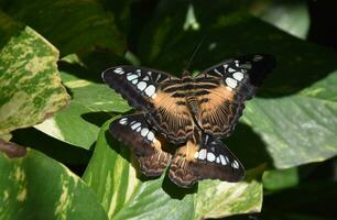 sorprendente catturare di un' paio di clipper farfalle combaciamento foto