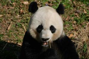 bellissima viso di un' panda orso mangiare bambù foto