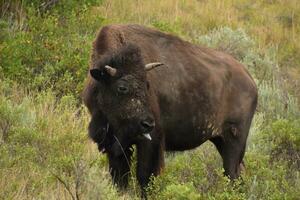 bufalo con il suo lingua attaccare su nel nord dakota foto