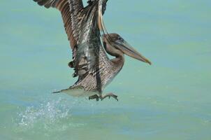 vicino su di un' bellissimo Marrone pellicano spruzzi nel il acqua foto