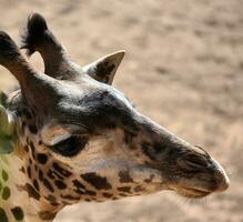 travolgente foto di un adulto di giraffa viso