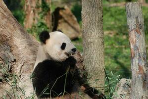 selvaggio gigante panda orso mangiare bambù spara foto