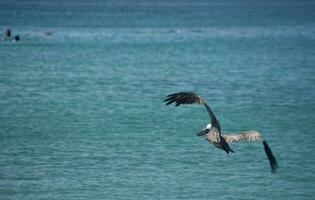 pellicano volante al di sopra di il tropicale acque nel aruba foto