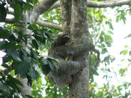 bradipo arrampicata giù un' albero nel costa rica foto