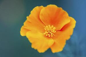 fiore di papavero della california foto