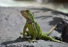 sorprendente su vicino Guarda a un' verde iguana foto