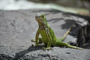 Comune iguana su un' grande nero lava roccia foto