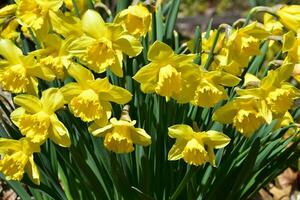 primavera giardino pieno con giallo giunchiglie nel fioritura foto