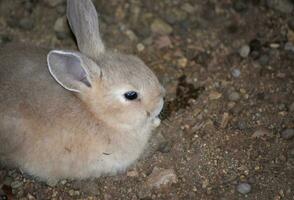 adorabile Marrone bambino coniglietto coniglio posa giù foto