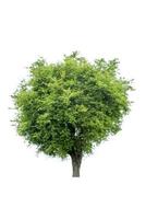 albero dei bonsai, foglie verdi, isolato su uno sfondo bianco oggetti naturali foto