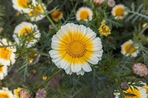 il primo piano di un bel fiore di margherita con corona bianca gialla con foglie verdi fiorisce in giardino. foto