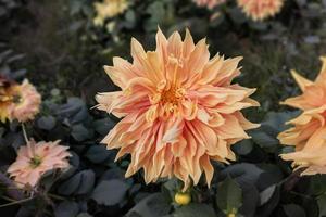 primo piano di un bellissimo fiore di dalia arancione che sboccia nel giardino. foto