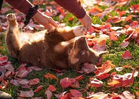 Cucciolo di pastore australiano marrone che gioca con il suo proprietario nel parco in un pomeriggio autunnale foto