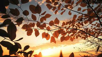 silhouette ombre di albero le foglie nel davanti di un' tramonto cielo con superficiale profondità di campo foto