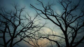 schema di alberi e rami su il cielo. silhouette concetto foto