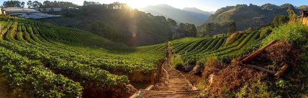 fattoria di fragole di angkhang, provincia di chiang mai foto