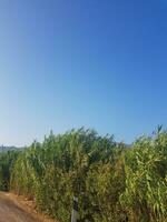 arundo donax il alto perenne canna foto