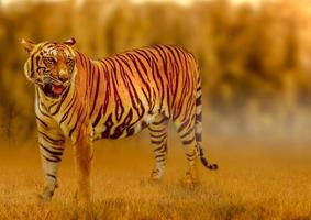 tigre, che cammina nella luce dorata è un'estate di caccia di animali selvatici in zone calde e secche e bellissime strutture di tigre foto