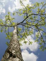 estate albero nel il sole raggi foto