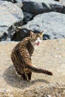 gatto su il spiaggia foto