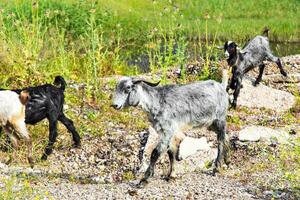 tacchino bestiame, pecora e bestiame su un' azienda agricola foto