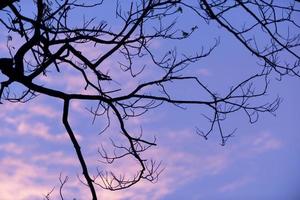 silhouette di alberi con un bel cielo sullo sfondo, foresta foto