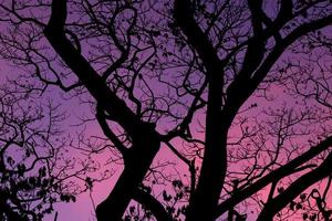 silhouette di alberi con un bellissimo sfondo del cielo, foresta foto