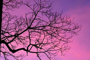 silhouette di alberi con un bellissimo sfondo del cielo, foresta foto