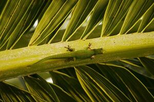 verde geco su palma foglia, mahe Seychelles foto