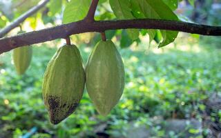 fresco cacao baccello o giovane verde crudo cacao su cacao albero foto