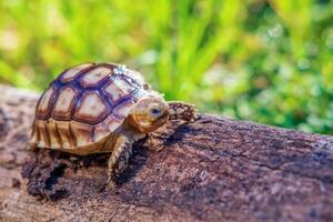 vicino su di sulcata tartaruga o africano spronato tartaruga classificato come un' grande tartaruga nel natura, bellissimo bambino africano sperone tartarughe su grande log foto