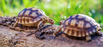 vicino su di Due sulcata tartaruga o africano spronato tartaruga classificato come un' grande tartaruga nel natura, superiore Visualizza di coppia bellissimo bambino africano sperone tartarughe su un' grande log foto